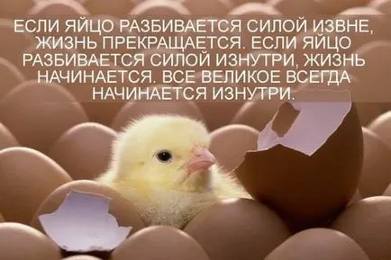 Hogyan állapítható meg, a szex napos csibe - video és módon (határozza meg) Hogyan állapítható meg, a szex napos csibe - video és módja
