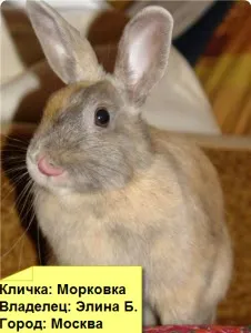 Hogyan elválaszt törpe nyúl rágcsáló háttérképek információs portál a törpe és dekorációk (nyúl majszol tapéta) Hogyan elválaszt törpe nyúl rágcsáló háttérképek információs portál a törpe és dekorációk