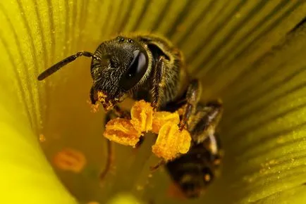 Mivel a méhek gyűjtenek virágport és pollen gyűjtése visszaállítása