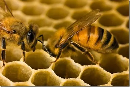 Mivel a méhek gyűjtenek virágport és pollen gyűjtése visszaállítása
