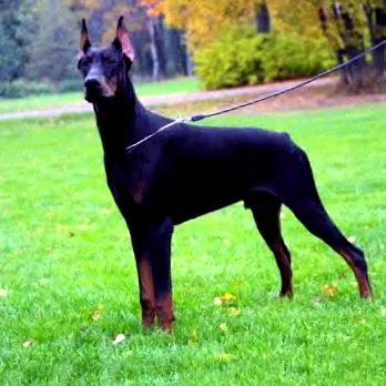 dobermann