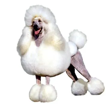 пурина