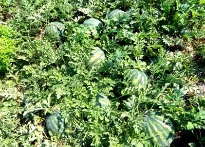 syngenta rendkívül korai