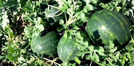rendkívül korai syngenta