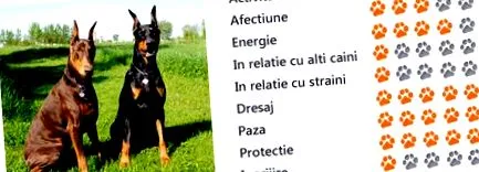 dobermani állatblog
