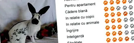 foltos foltos