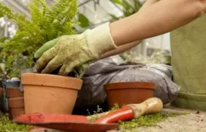 Hogyan transzplantáció páfrányok szoba