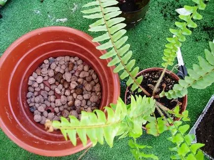Hogyan transzplantáció páfrányok a home video (feltételek) Hogyan transzplantáció páfrányok az otthoni videó környezet