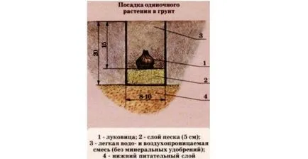 Hogyan növény jácint az ősszel, az előnyöket az őszi ültetés, szabályok (diéták) Hogyan növény jácint az ősszel, az előnyöket az őszi ültetés, szabályok