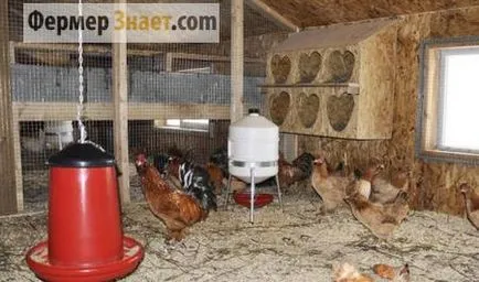 Hogyan építsünk egy tyúkól kezével gyakorlati tanácsokat