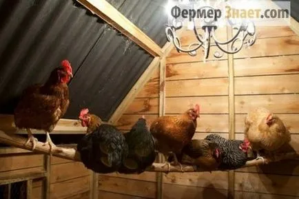 Hogyan építsünk egy tyúkól kezével gyakorlati tanácsokat