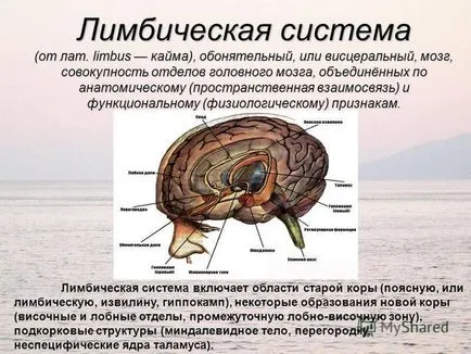 Hogyan lehet növelni a libidó férfiak áttekintést a legnépszerűbb módszerek és készítmények