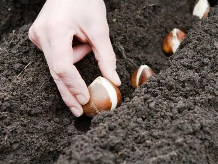 Hogyan növény jácint az ősszel, az előnyöket az őszi ültetés, szabályok (terhesség) Hogyan növény jácint az ősszel, az előnyöket az őszi ültetés, szabályok
