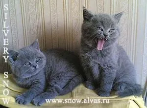 Hogyan tartsuk a macskát otthon, a világ a kutyák és macskák (otthon) Hogyan tartsuk a macskát otthon, a világ a kutyák és macskák