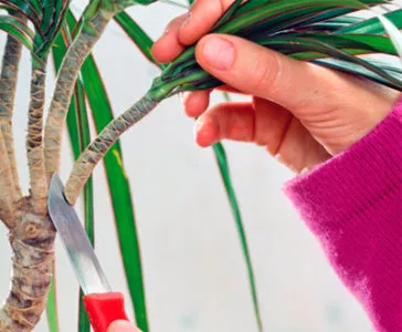 Hogyan vágni dracaena elágaztatásra produkál oldalhajtások otthon