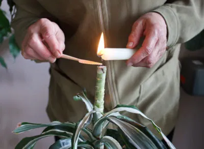 Hogyan vágni dracaena elágaztatásra produkál oldalhajtások otthon