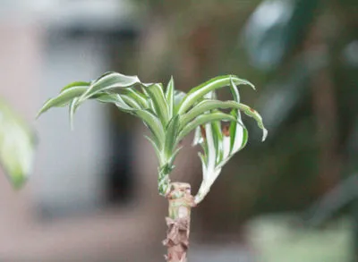 Hogyan vágni dracaena elágaztatásra produkál oldalhajtások otthon