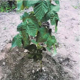 Hogyan növény bogyós bokrok
