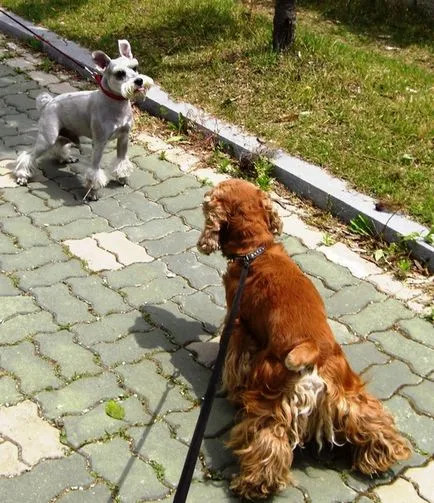 Hogyan kell bevezetni a két kutya