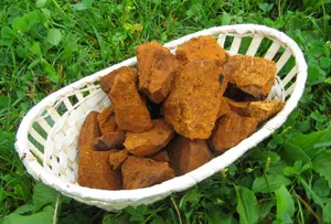 Hogyan kioldódni nyírfa gomba Chaga