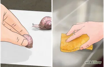 Hogyan vonat a kisállat patkány (szelíd) Hogyan vonat a kisállat patkány