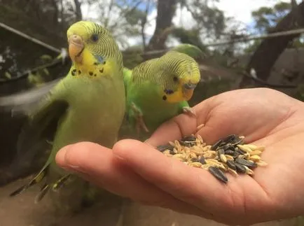 Hogyan megszelídíteni hullámos papagáj a kezében - videó, hogy milyen gyorsan szelíd pár női