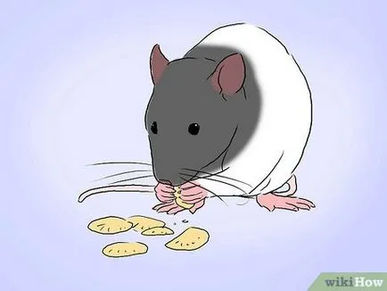 Hogyan vonat a kisállat patkány (rat) Hogyan vonat a kisállat patkány