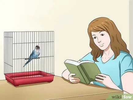 Hogyan megszelídíteni budgies