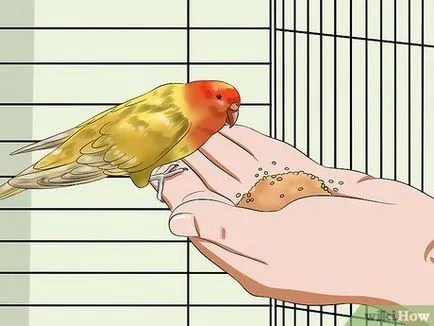 Hogyan megszelídíteni budgies