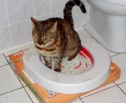 Hogyan hozzászoktatni a macskát a WC (WC vonat egy macska) Hogyan hozzászoktatni a macskát a WC