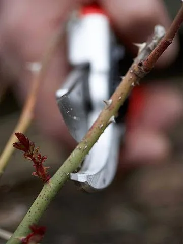 Hogyan kell elvégezni metszés rózsák