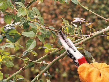 Hogyan kell elvégezni metszés rózsák