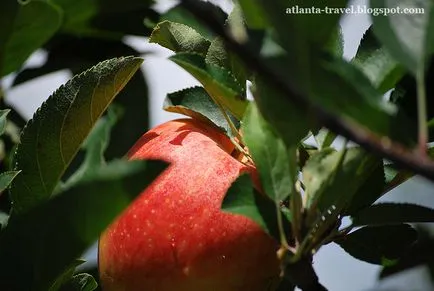 Hogyan növekszik alma Georgia, Atlanta utazás