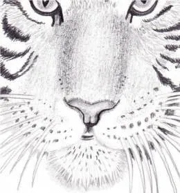 Hogyan kell felhívni a tigris
