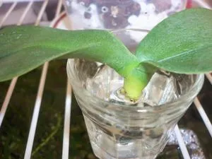 Hogyan újraéleszteni egy orchidea, ha a gyökerei teljesen rothadt (kivéve orchidea nélkül gyökérrothadás újraéleszteni ha a videó újraélesztés lomha lap otthon) Hogyan újraéleszteni egy orchidea, ha a gyökerei teljesen rothadt