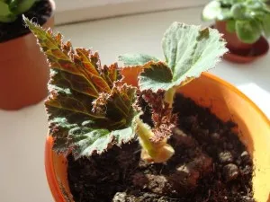 Ahogy Propagate begónia otthon lapot dugványok vízben és a szubsztrát, és más gumós (többszörösen) Ahogy Propagate begónia otthon lap dugványok vízben és hordozó, valamint egyéb gumós
