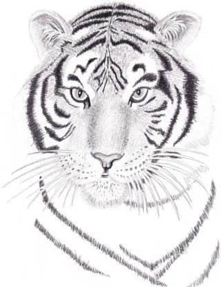 Hogyan kell felhívni a tigris