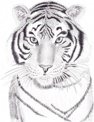 Hogyan kell felhívni a tigris