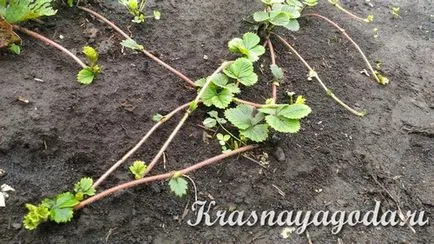 Hogyan terjednek eper bajusz