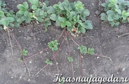 Hogyan terjednek eper bajusz