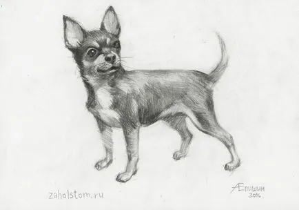 Hogyan kell felhívni a Chihuahua dog (ceruzarajz előadó) Hogyan kell felhívni a Chihuahua kutya