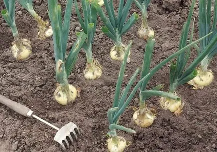 Milyen a növény a hagyma hagyma tavasszal (telepítési dughagyma tavasszal) Milyen a növény a hagyma hagyma tavasszal