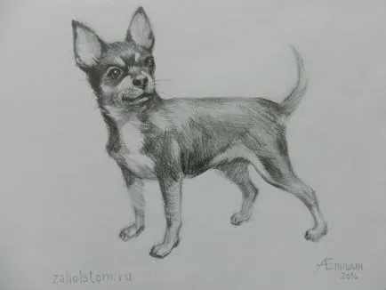 Hogyan kell felhívni a Chihuahua kutya (felhívni) Hogyan kell felhívni a Chihuahua kutya