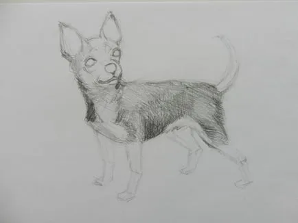 Hogyan kell felhívni a Chihuahua dog (ceruzarajz előadó) Hogyan kell felhívni a Chihuahua kutya