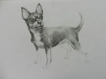 Hogyan kell felhívni a Chihuahua dog (ceruza művész Alex) Hogyan kell felhívni a Chihuahua kutya