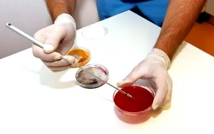 regatul