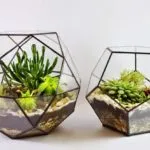 Hogyan florarium saját kezűleg (20 fotó) (a) Hogyan florarium saját kezűleg (20 fotó)