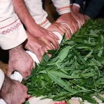 Hogyan készítsünk egy teát a füzike az otthoni (füzike) Hogyan készítsünk egy teát a füzike az otthoni
