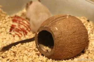 Hogyan készítsünk egy házat egy hörcsög a kezét, kókuszdió fa, dobozokat és a Lego (kéz) Hogyan készítsünk egy házat egy hörcsög a kezét, kókuszdió fa, dobozok és a Lego