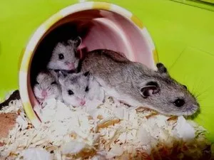 Hogyan készítsünk egy házat egy hörcsög a saját kezével (a ház rágcsálóknak) Hogyan készítsünk egy házat egy hörcsög saját kezűleg